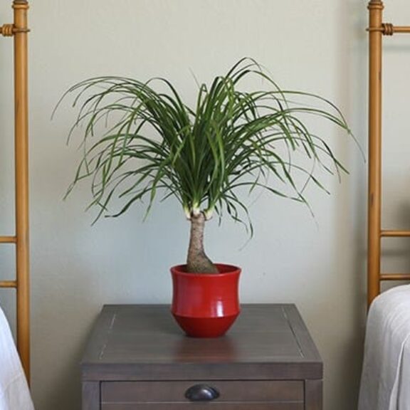 varigated jade plant Variegated Jade Plant 'Crassula ovata Variegata' - Fast Delivery main image 1