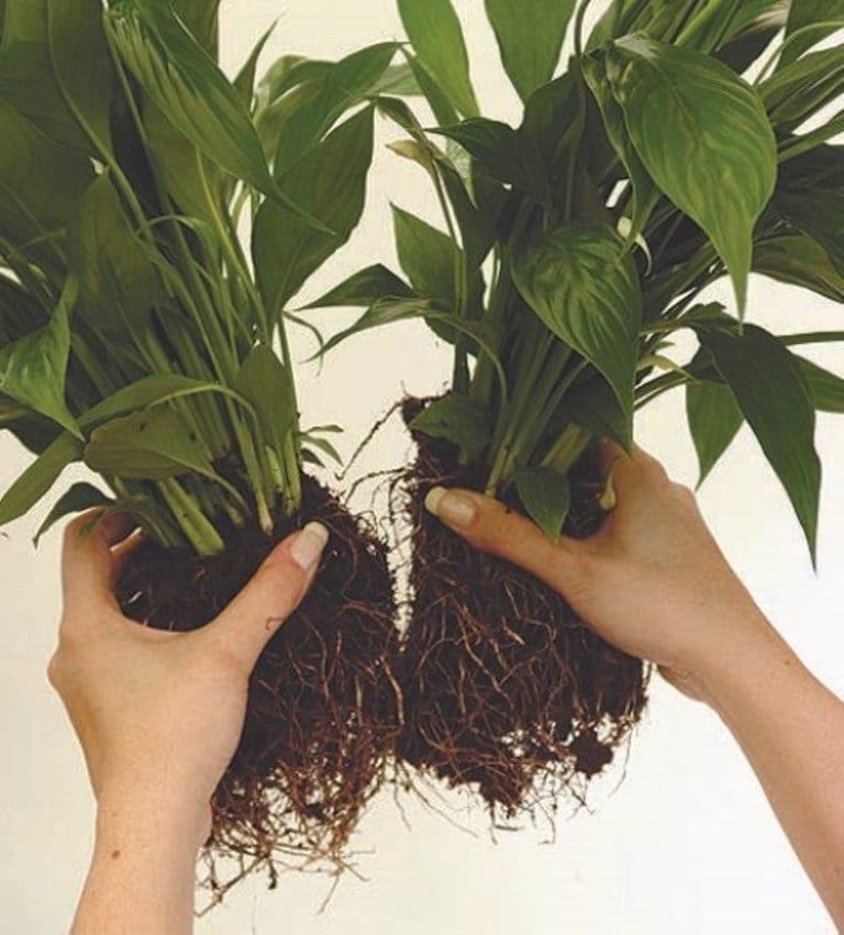 Dividing The Houseplant Handbook