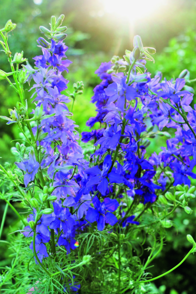 Larkspur