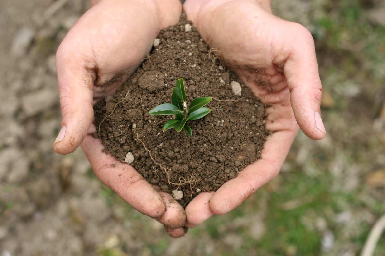 Compost in hand