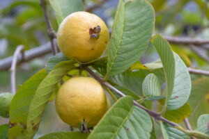 Guava tree with yellow fruit
