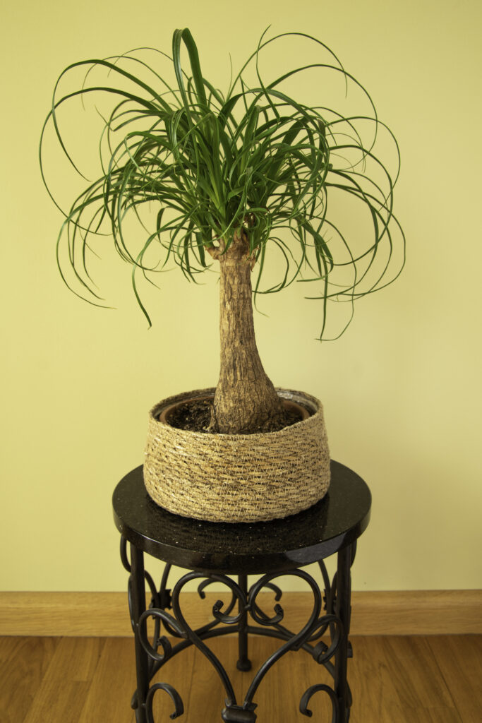 Ponytail palm growing indoors