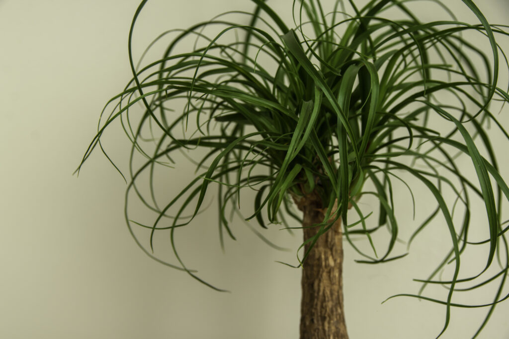 Beaucarnea recurvata growing indoors