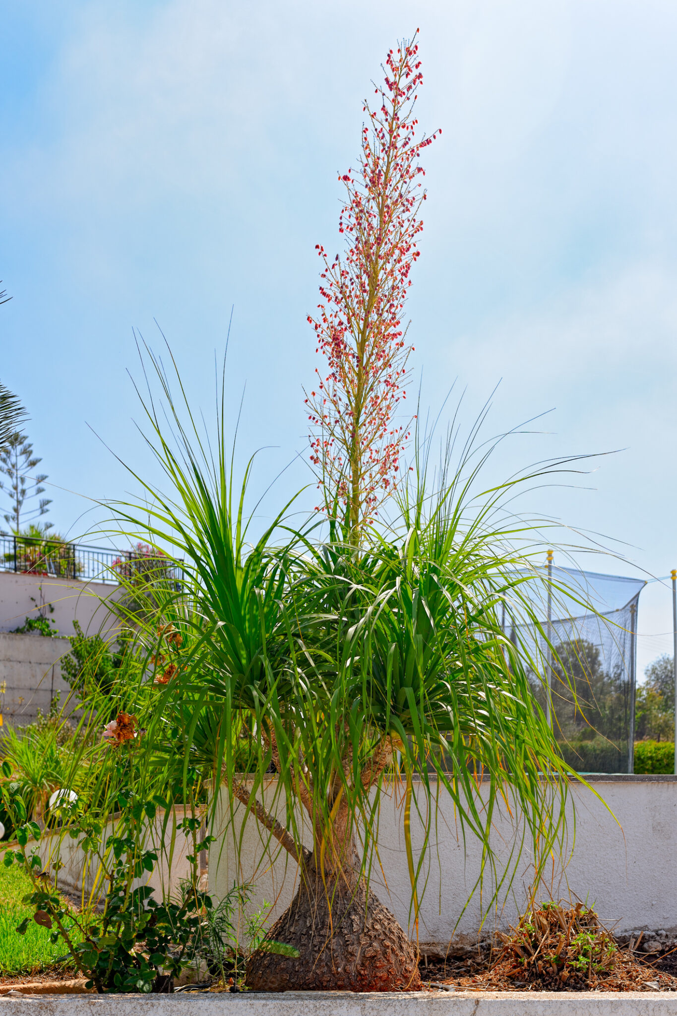 Ponytail palm outdoors with floral spike