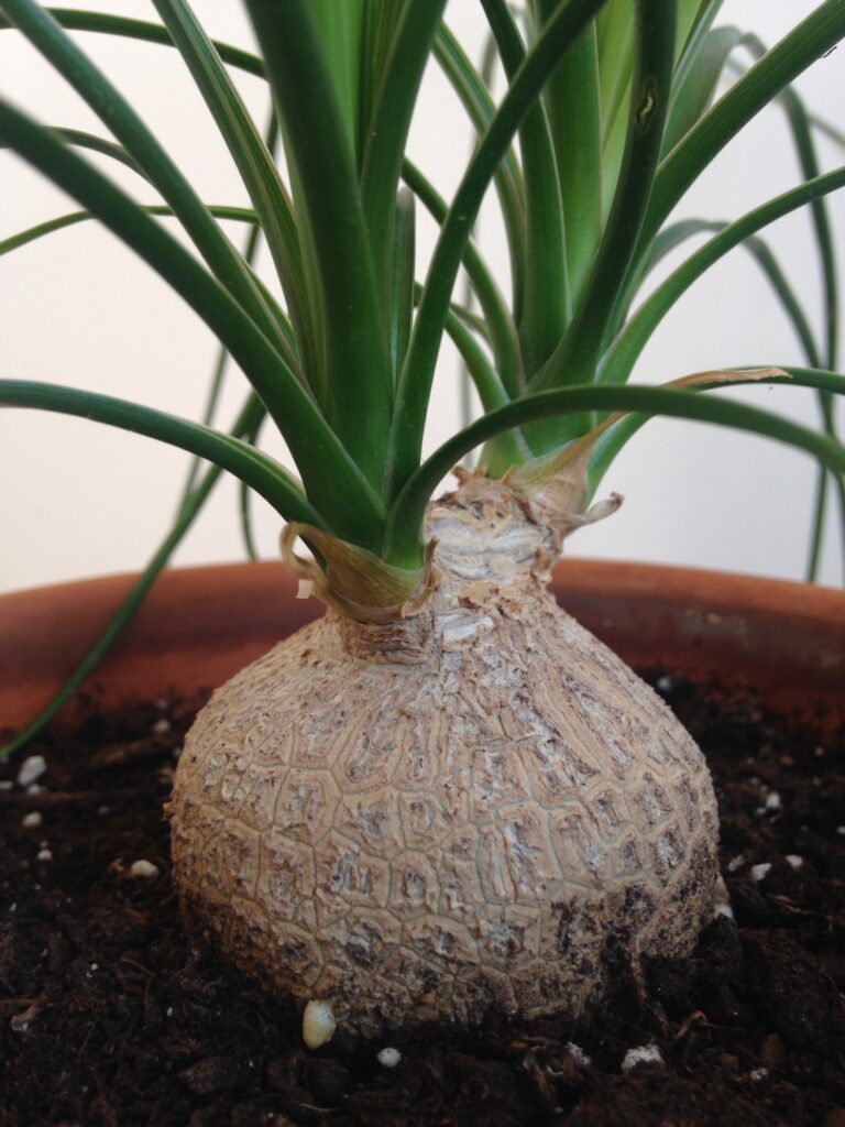 Ponytail palm caudex closeup