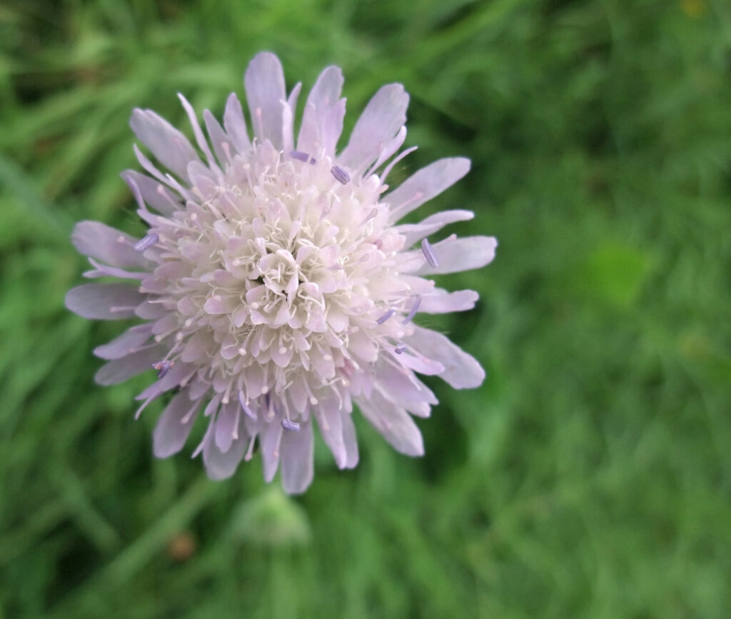 Scabiosa in field for cutting