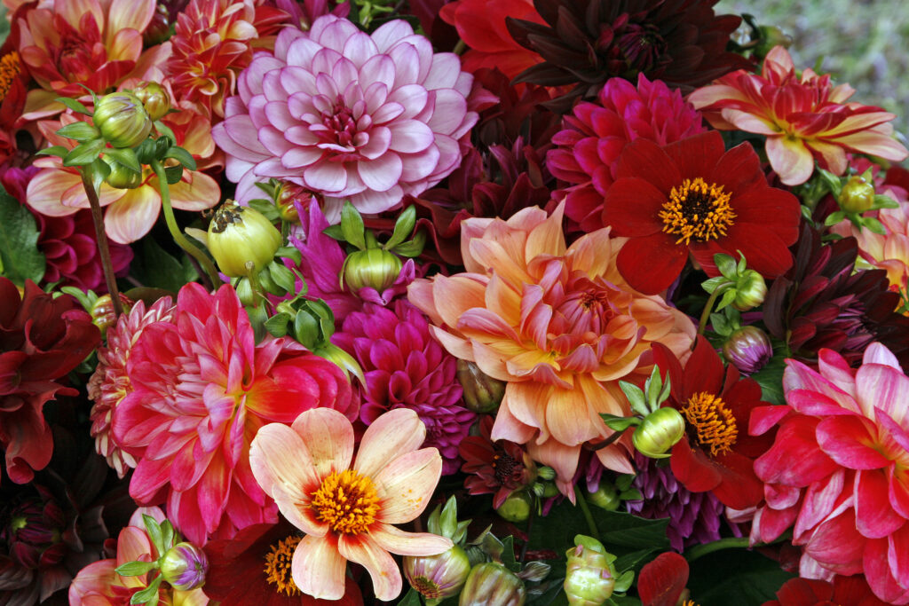 Zinnias, asters in floral bouquet