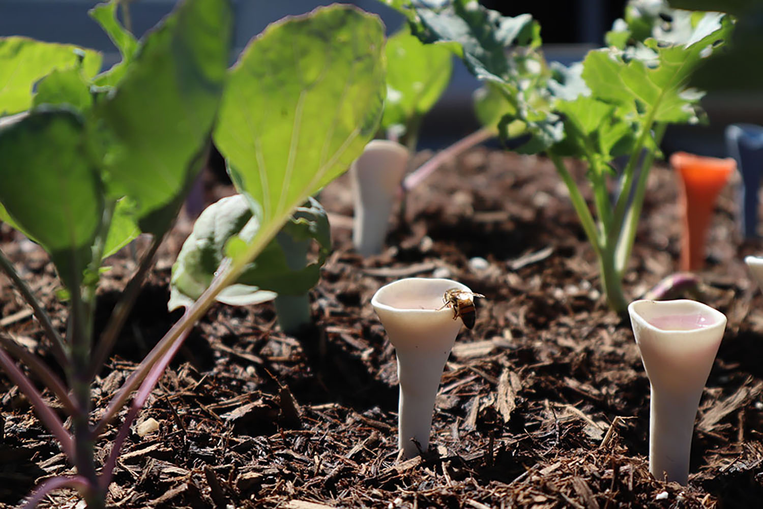 Bee drinking out of Bee Cup in the veggie garden