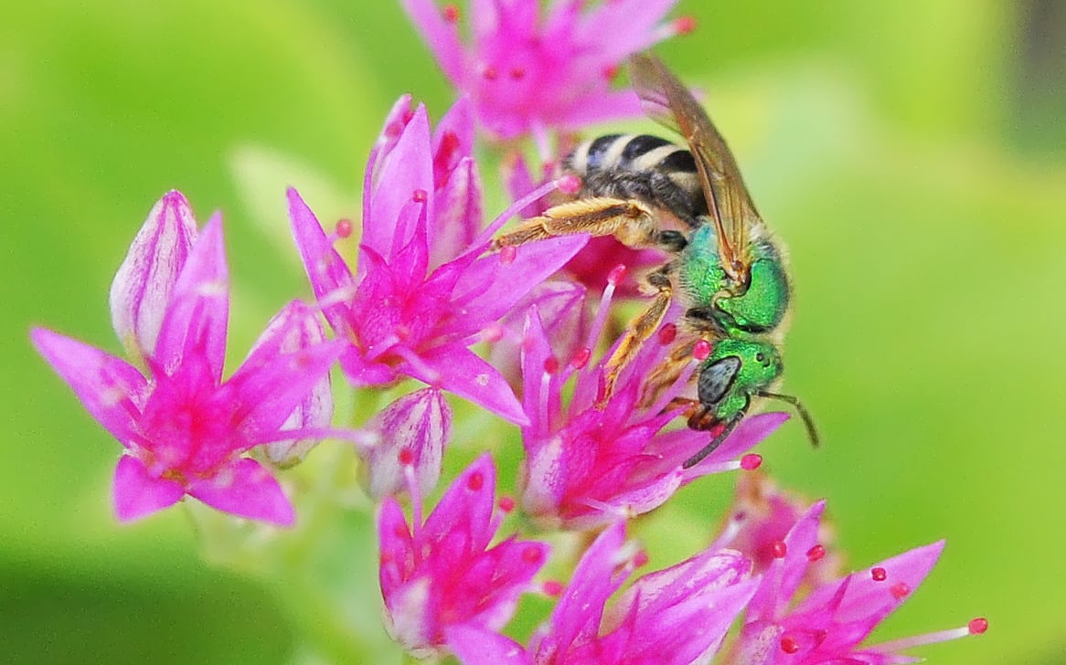 Join Million Pollinator Garden Challenge