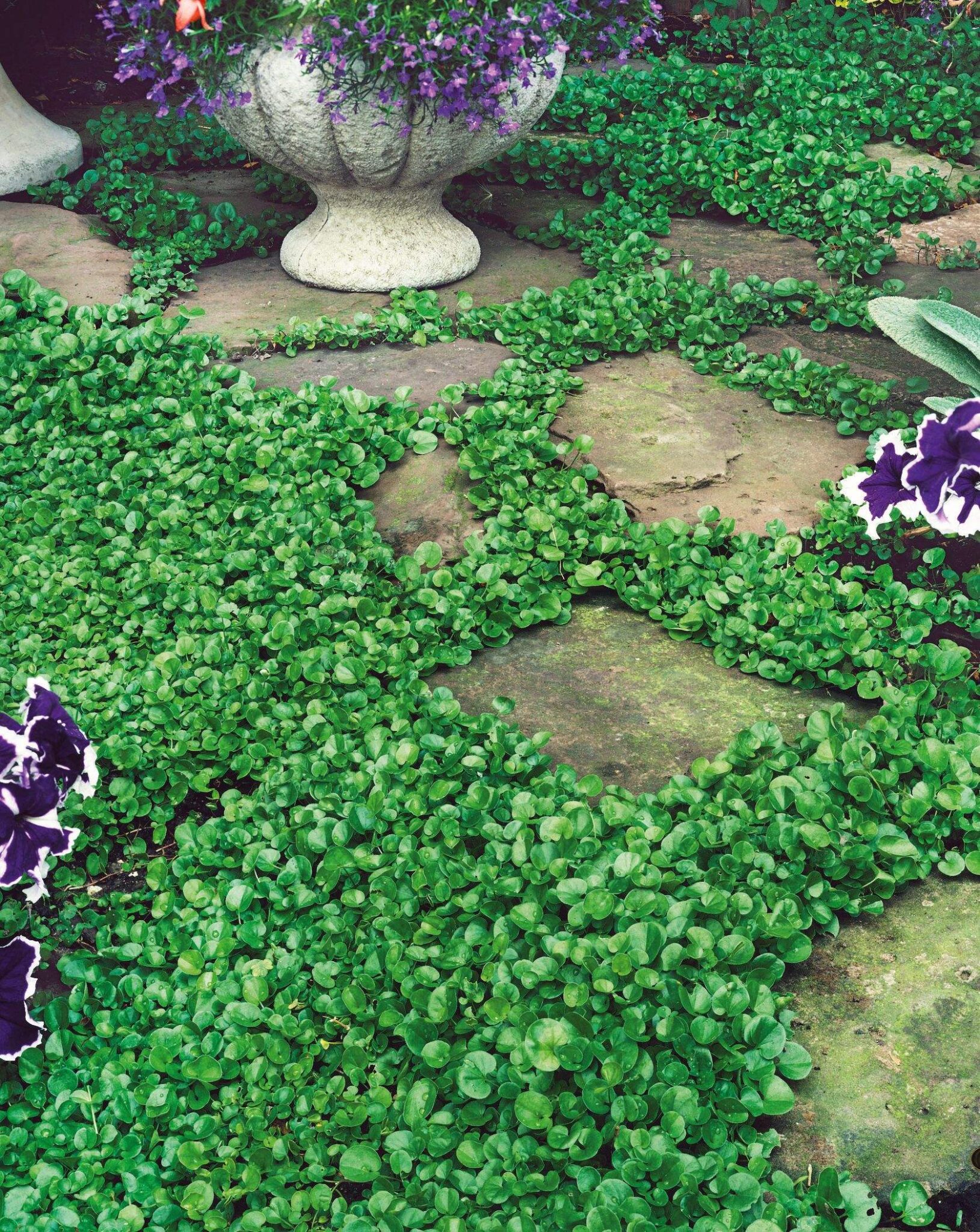 Dichondra repens in between stepping stones