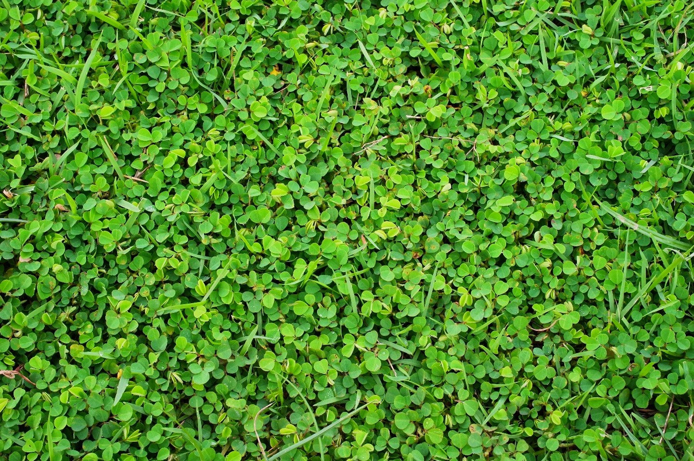 Miniclover in turfgrass