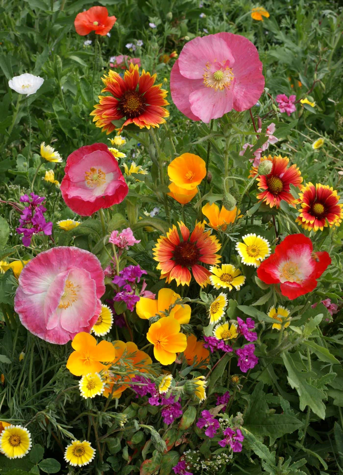 Southwest wildflower seed mix-Outsidepride