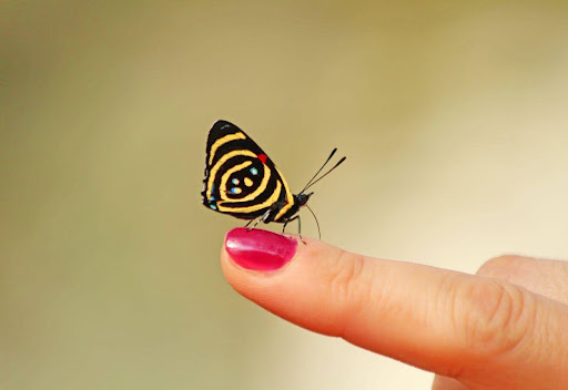 Butterfly animal spirit guide