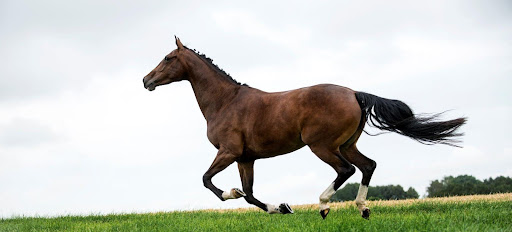 Horse animal spirit guide