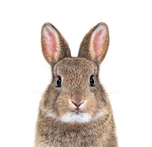 Rabbit animal spirit guide