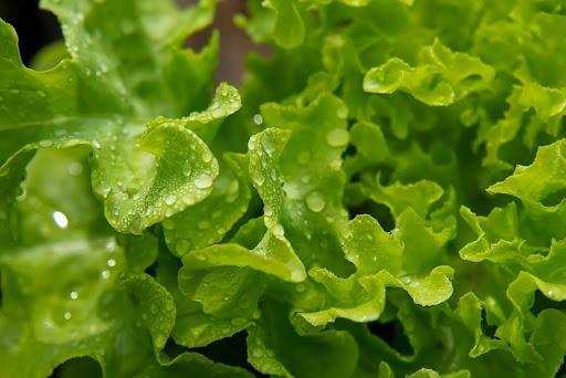 Types of Tasty Lettuce
