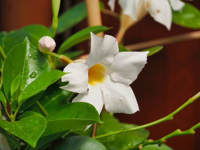 White mandevilla-Envato-white-flower-blossoming-with-green-leaves