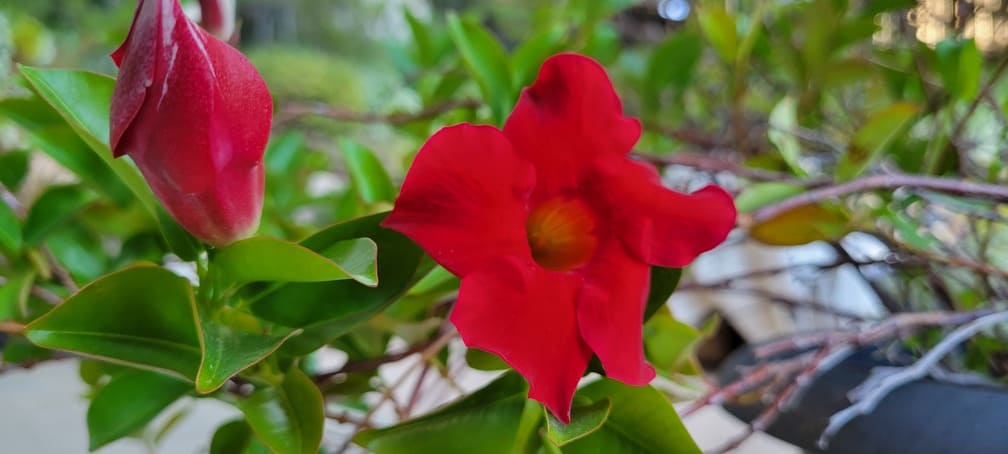 close-up-of-red-mandevilla-sandera-flower