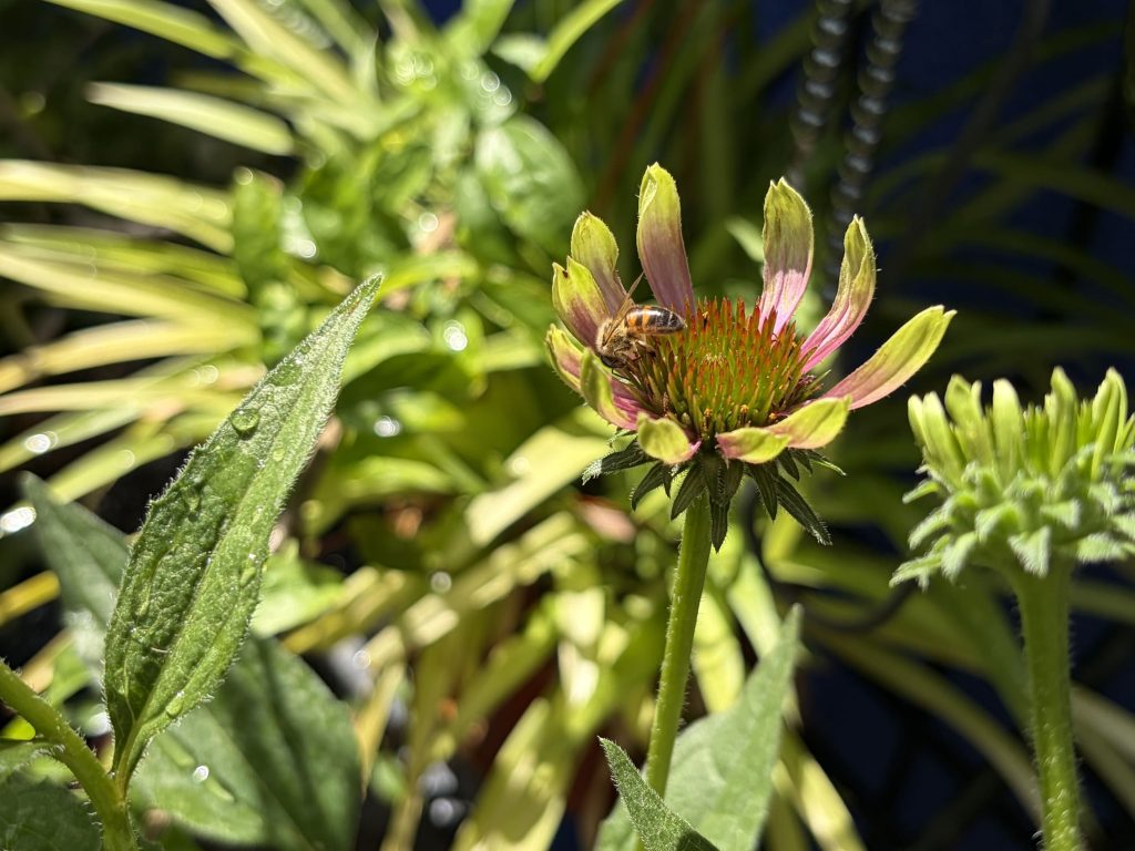 Echinacea with bee and water droplets on the foliage