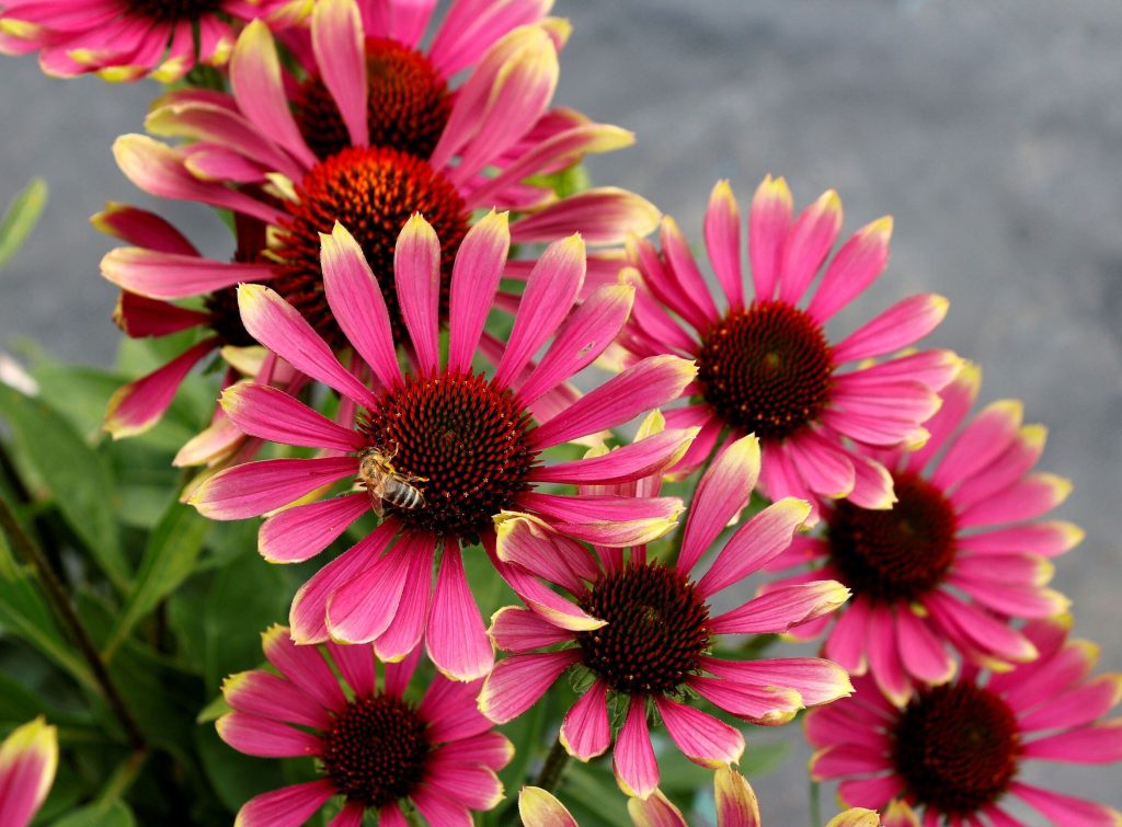 Terra Nova Echinacea Prima ‘Spider’