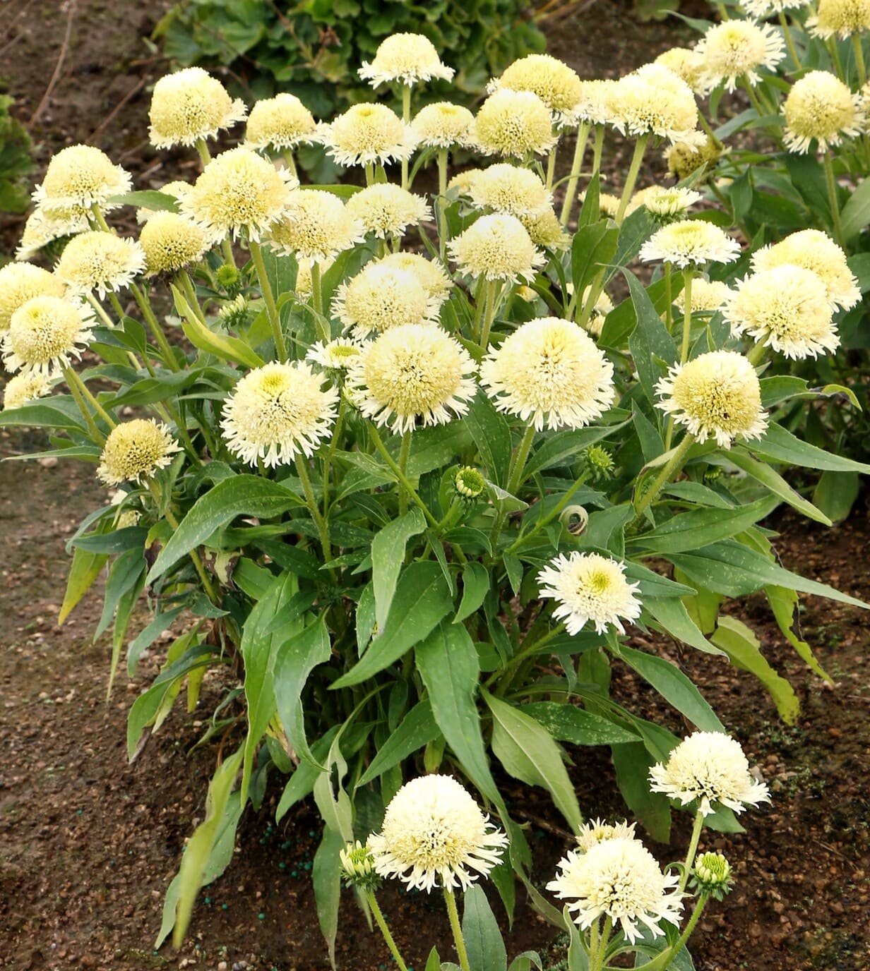 Terra Nova Echinacea ‘Delightful Lace’
