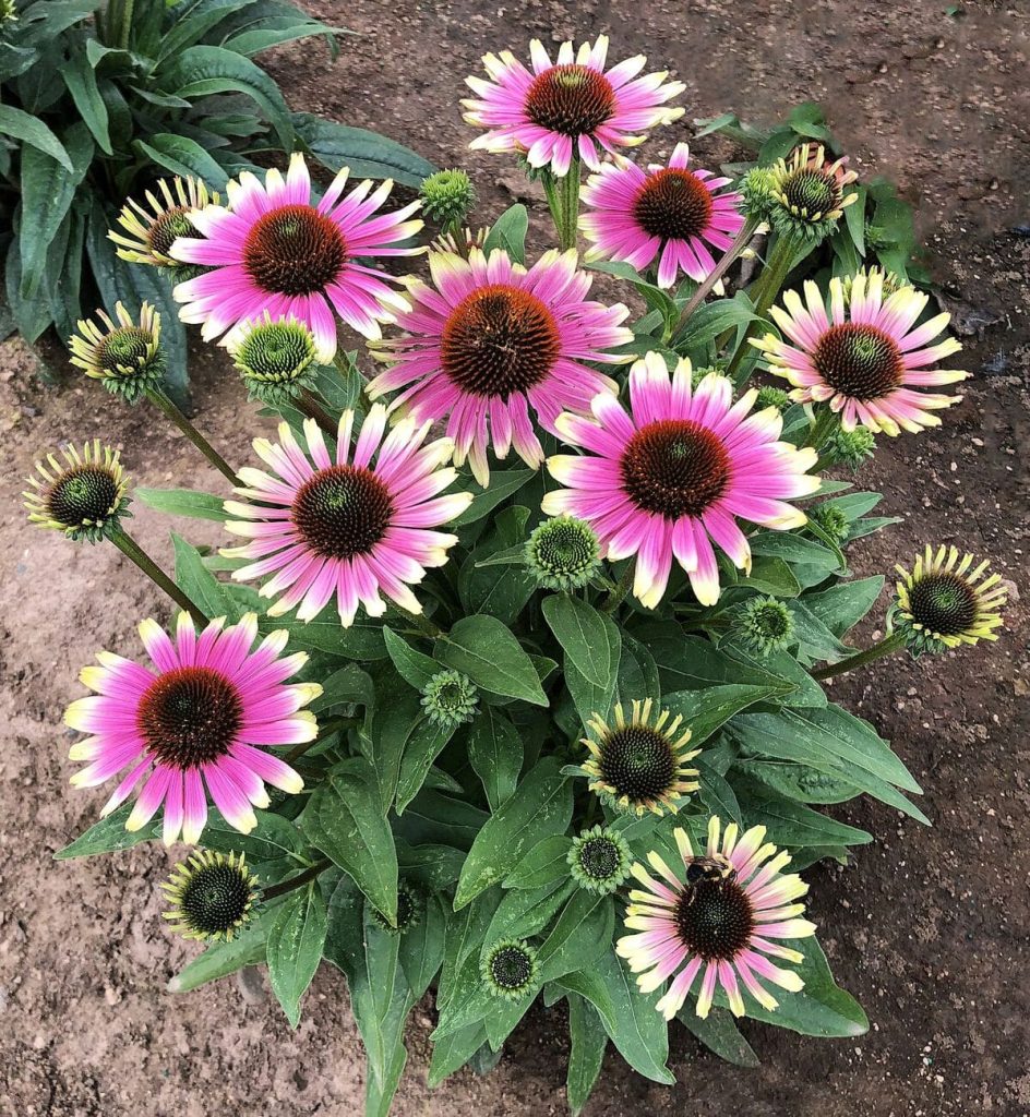 Terra Nova Nursery Echinacea ‘French Tips’