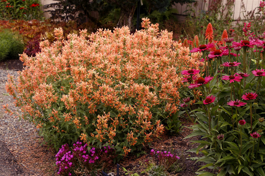 Agastache POQUITO ‘Orange’ from Terra Nova Nurseries