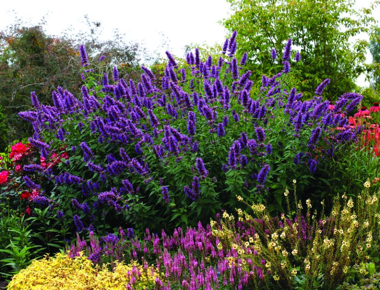 Agastache ‘Blue Boa’ in a landscape setting