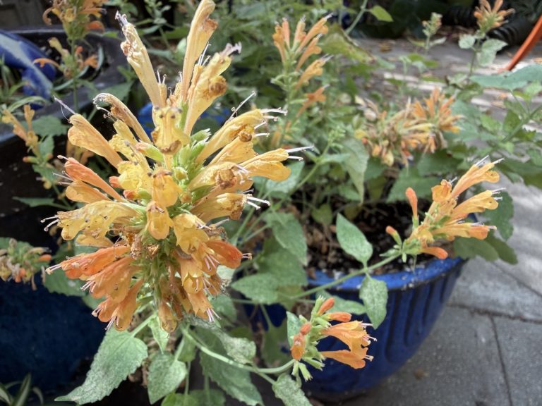 Agastache ‘Peach Pearl’ from Terra Nova Nurseries in a blue pot