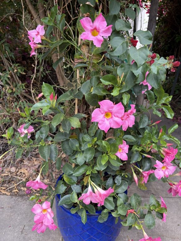 Pink Mandevilla in blue pot-3-fixed